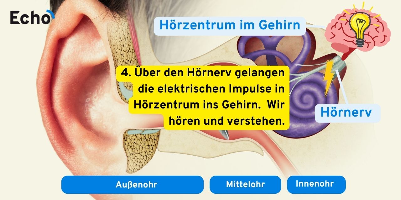 Wie funktioniert das Ohr? » Hörprozess in 4 Stufen erklärt Echo